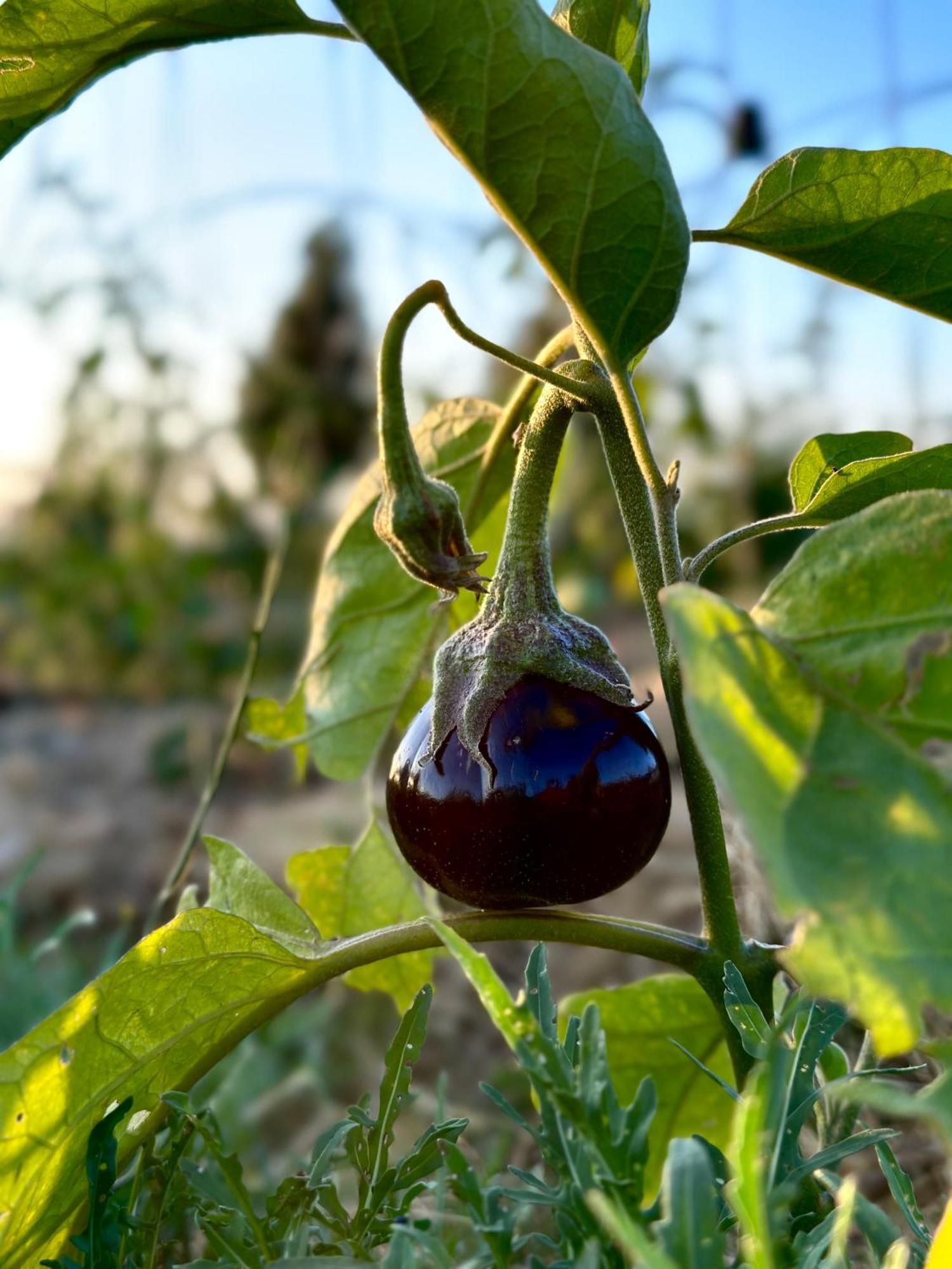 Tenuta Di Paternostro Vetralla Εξωτερικό φωτογραφία